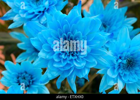 Chrysanthèmes teints en bleu Banque D'Images