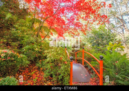 Jardin japonais avec passerelle et gazebo à l'automne. Banque D'Images