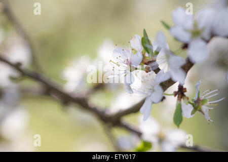 Prunellier (Prunus spinosa) s'épanouir dans le Nord du Pays de Galles Banque D'Images