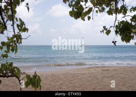 Plage tropicale en Martinique Grande Anse des Salines Banque D'Images