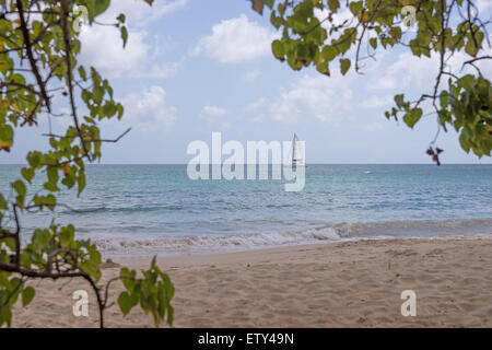 Plage tropicale en Martinique Grande Anse des Salines Banque D'Images