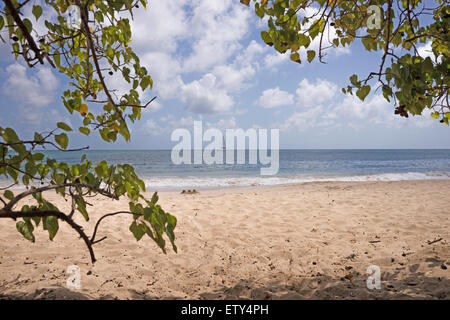 Plage tropicale en Martinique Grande Anse des Salines Banque D'Images