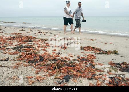 Californie, USA. 15 Juin, 2015. Des milliers de crabes de thon sont lavés à terre en raison d'El Nino à Doheny State Beach, Californie, États-Unis, le 15 juin 2015. © Yang Lei/Xinhua/Alamy Live News Banque D'Images