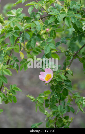 Rosa Canina. Dog rose fleur dans un jardin anglais Banque D'Images