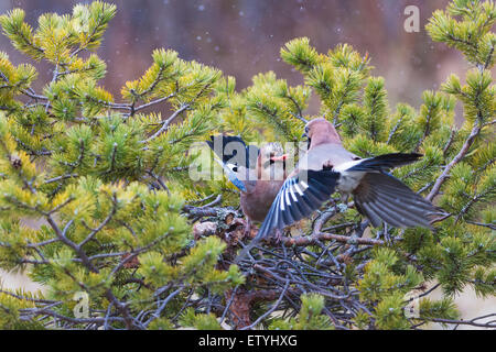 Garrulus glandarius, le geai eurasienne, qui se battent pour la nourriture dans un routeur Juniper tree Banque D'Images