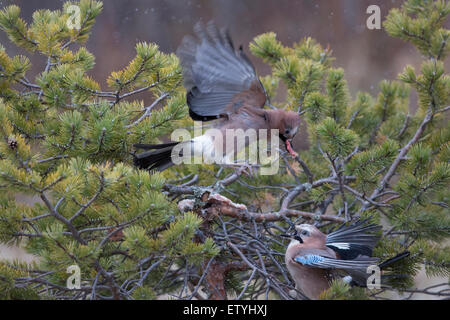 Garrulus glandarius, le geai eurasienne, qui se battent pour la nourriture dans un routeur Juniper tree Banque D'Images