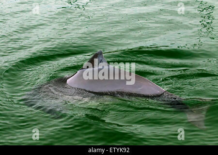 Le marsouin commun (Phocoena phocoena) et montrant la nageoire dorsale triangulaire Banque D'Images