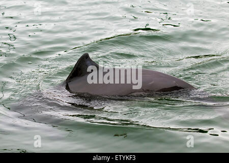 Le marsouin commun (Phocoena phocoena) et montrant la nageoire dorsale triangulaire Banque D'Images