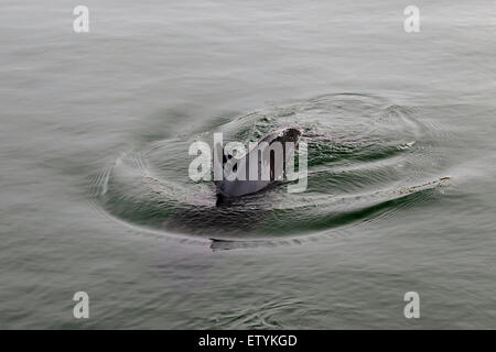 Le marsouin commun (Phocoena phocoena) et montrant la nageoire dorsale triangulaire Banque D'Images