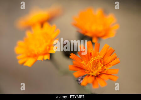 Fleurs orange vif de l'épervière (Pilosella aurantiaca) en close up. Banque D'Images