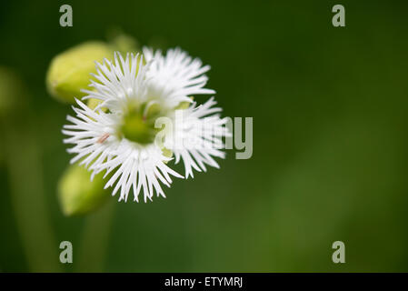 Silene fimbriata fleur en close up avec de fines pétales frangées de blanc sur les tiges vertes fines. Banque D'Images