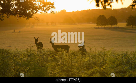 Trois cerfs dans le soleil du matin, Richmond Park. Banque D'Images