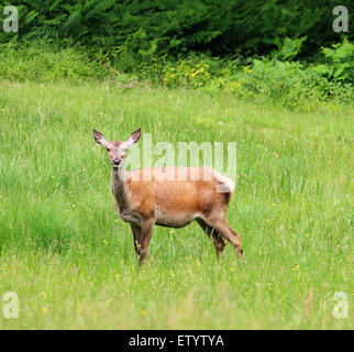 Red Deer près de derrière (Cervus elaphus) debout dans un parc avec ses oreilles dressées Banque D'Images