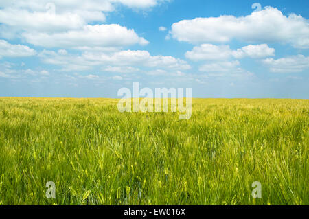 Les jeunes de l'orge verte poussant dans un champ de maïs. Scène de l'Agriculture Banque D'Images