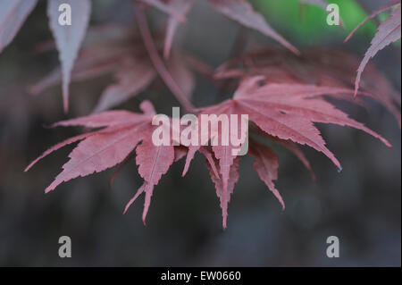 Acer palmatum atropurpureum Bloodgood f. Banque D'Images