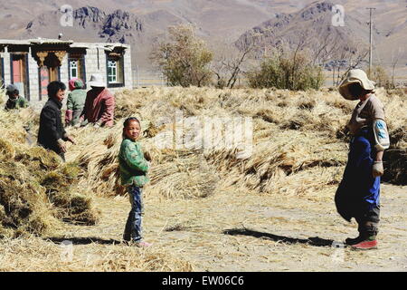 DABLUNG, Tibet, Chine-OCTOBRE 22 : préparer des paysans de gerbes d'orge highland dans un village à côté de la route de l'Amitié Banque D'Images