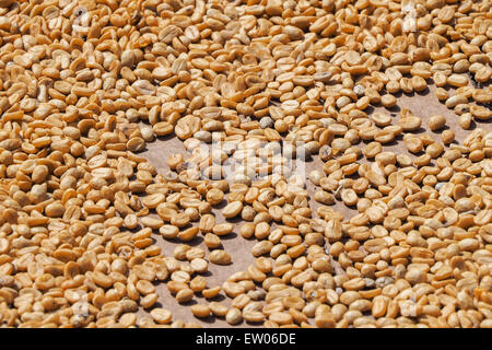 Beaucoup de jeunes commencent à sécher les grains de café par sun sur un plancher en bois dans une plantation de la Guadeloupe, sa couleur est brun clair encore Banque D'Images