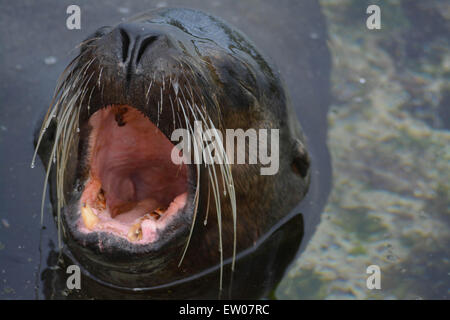 Lion de mer Galapagos bull montre ses dents Banque D'Images