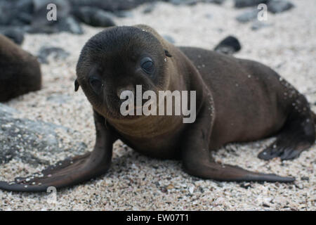 Pup lion de mer Galapagos on beach Banque D'Images