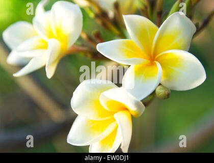 La pureté du blanc ou Plumeria Frangipani flowers fleurs d'arbre tropical. Banque D'Images