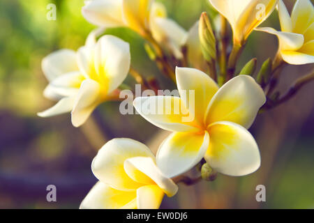 La fraîcheur des fleurs de frangipanier blanc frangipanier ou arbre tropical de l'oranger. Banque D'Images