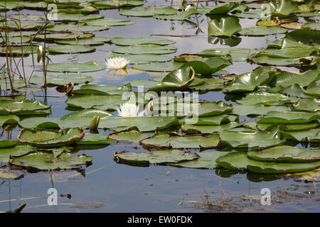 Des nénuphars blancs sur le lac Banque D'Images