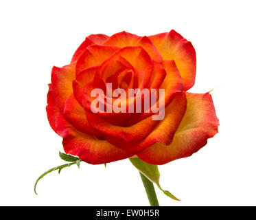 Orange panaché et rose jaune isolé sur fond blanc Banque D'Images