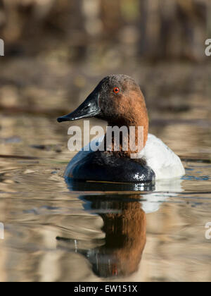 Canard Canvasback Drake Banque D'Images