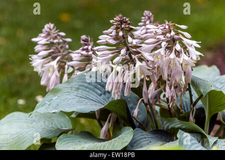 HostA Blue Angel jardin fleuri fleurs blanches Banque D'Images