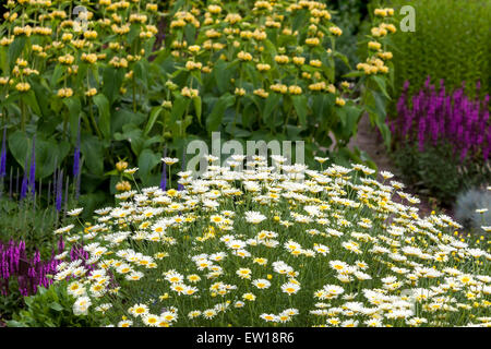 Anthemis Cota tinctoria 'glace de citron', Phlomis russeliana, Salvia nemorosa Banque D'Images