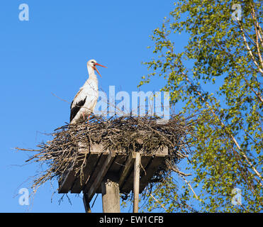 Cigogne Blanche (Ciconia ciconia) debout sur le nid Banque D'Images