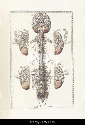 La science de l'anatomie humaine par Bartholomeo Eustachi, représentant la forme, la taille et la position relative des organes de l'humain Banque D'Images