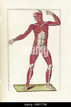 La science de l'anatomie humaine par Bartholomeo Eustachi, représentant la forme, la taille et la position relative des organes de l'humain Banque D'Images