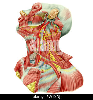 Vue de dissection détaillée des droits de cou montrant ansa cervical (Latin), racine supérieure ou descendant, nerf hypoglosse racine inférieure o Banque D'Images