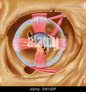 Abducent nerf dans l'orbite avec le muscle droit latéral. Banque D'Images
