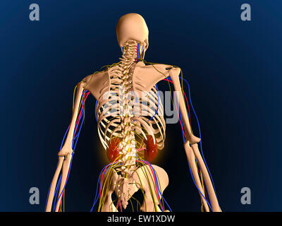 Vue arrière du squelette humain montrant les reins et le système nerveux. Banque D'Images