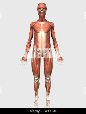 Vue avant du système musculaire humaine. Banque D'Images