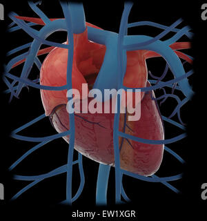 Le rendu 3D du cœur humain et des veines thoraciques. Banque D'Images