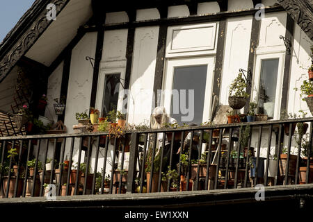 Une femme à Willesden Green tend à son jardin sur son balcon comme tempertures frappé 17 degrés le lundi de Pâques avec jardin : adjudication où : London, Royaume-Uni Quand : 06 Jan 2015 C Banque D'Images