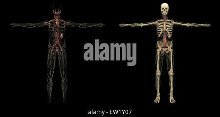 Le rendu 3D des droits de système lymphatique. Banque D'Images
