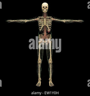 Le rendu 3D des droits de système lymphatique avec squelette. Banque D'Images