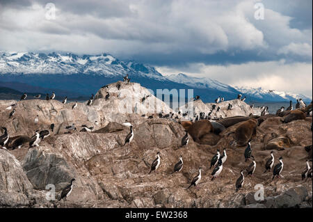 Colonie de cormorans King, le Canal de Beagle. Tierra del Fuego, Argentine - Chili Banque D'Images