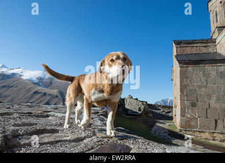 Chien dans l'église Holy Trinity (Tsminda Sameba) à partir de 14e siècle à proximité du village, ville Stepantsminda Gergeti et le Mont Kazbek à Georg Banque D'Images