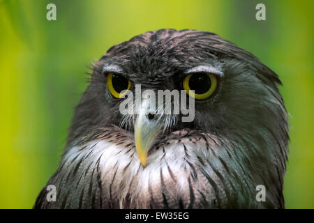 Hibou Banque D'Images