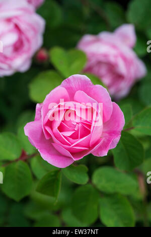 Rosa Gertrude Jekyll. Rose rose, David Austin Roses Banque D'Images