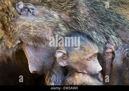 Des babouins Olive (Papio anubis) bébé protégée et tenue par mère, Close up, Lake Manyara National Park, Tanzania Banque D'Images