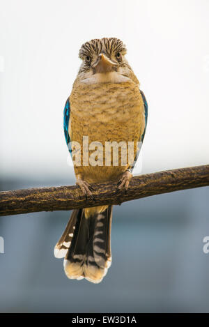 Portrait of male blue-winged kookaburra (Dacelo hedychrum) Banque D'Images