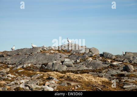 Le ptarmigan rocheux (Lagopus muta) est un gibier à plumes de taille moyenne de la famille des tétras sur le Corbett Leum Uilleim Banque D'Images