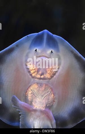 Berlin, Allemagne. 17 Juin, 2015. Un bébé de la taille d'une main ray peut être vu dans son 'jardin' à l'aquarium Sea Life & AquaDom dans Berlin, Allemagne, 17 juin 2015. Cinq petits deux et trois mois, née à rayons ondulent Sea Life Koenigswinter, sont maintenant rai Banque D'Images