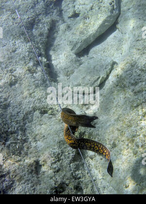 Moray méditerranéen (Muraena helena) Banque D'Images